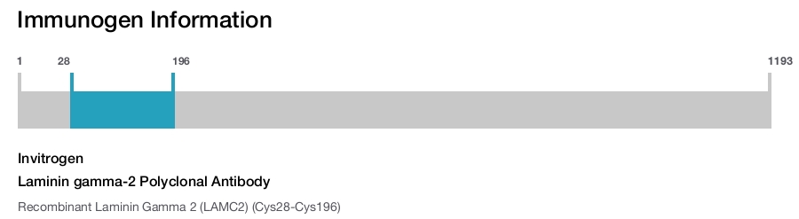 Laminin gamma-2 Polyclonal Antibody