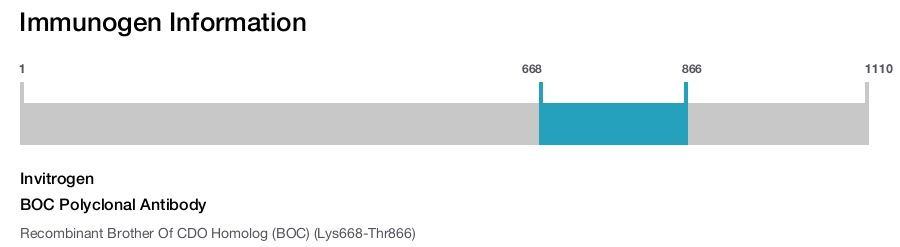 BOC Polyclonal Antibody