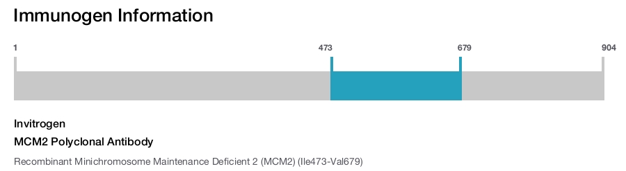 MCM2 Polyclonal Antibody