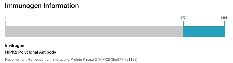HIPK2 Polyclonal Antibody