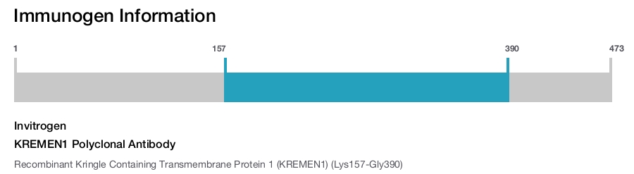 KREMEN1 Polyclonal Antibody