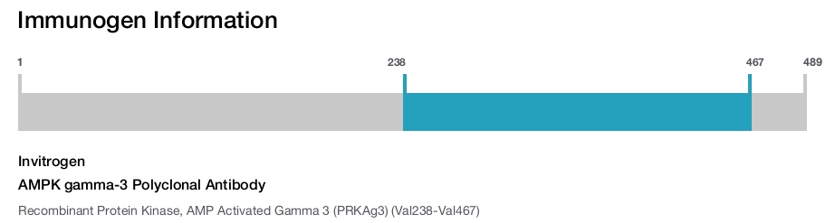 AMPK gamma-3 Polyclonal Antibody