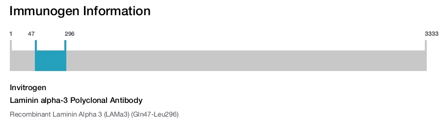Laminin alpha-3 Polyclonal Antibody
