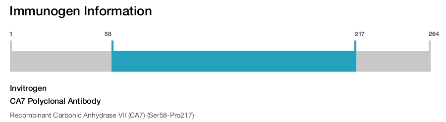 CA7 Polyclonal Antibody