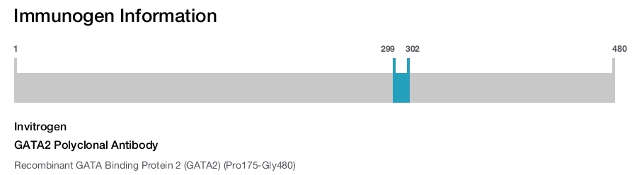 GATA2 Polyclonal Antibody