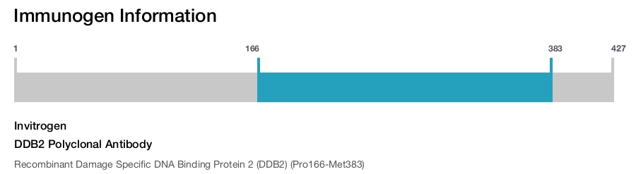 DDB2 Polyclonal Antibody