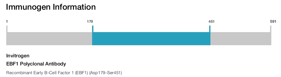 EBF1 Polyclonal Antibody