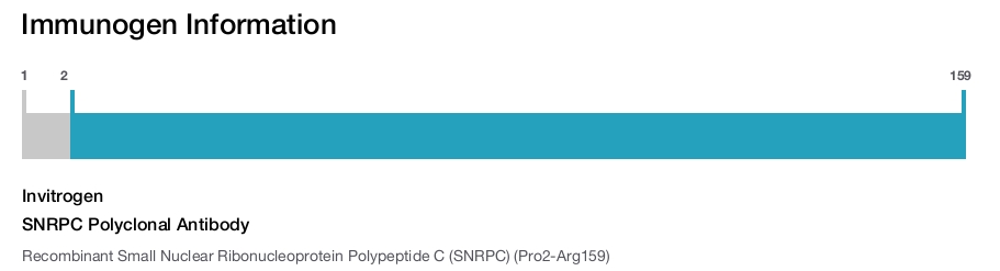 SNRPC Polyclonal Antibody