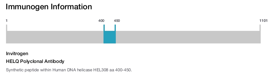 HELQ Polyclonal Antibody
