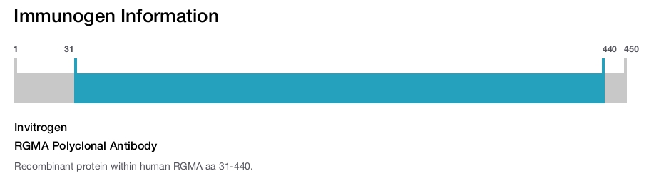 RGMA Polyclonal Antibody