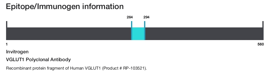 VGLUT1 Polyclonal Antibody