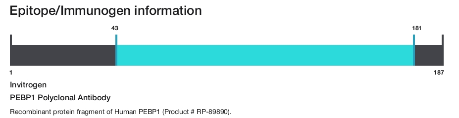PEBP1 Polyclonal Antibody