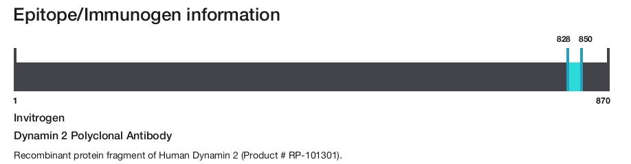 Dynamin 2 Polyclonal Antibody