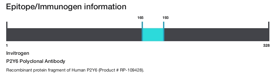 P2Y6 Polyclonal Antibody