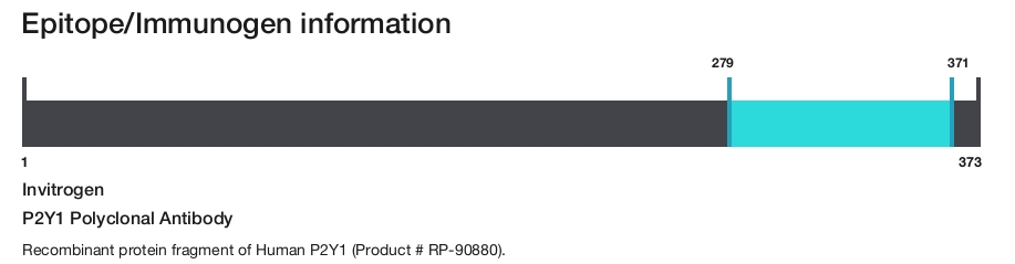 P2Y1 Polyclonal Antibody