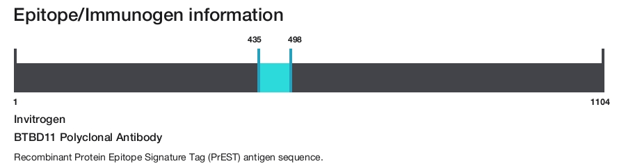 BTBD11 Polyclonal Antibody