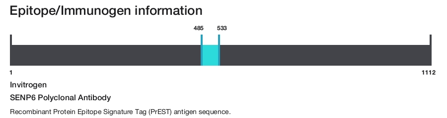 SENP6 Polyclonal Antibody