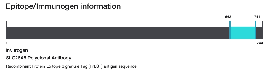 SLC26A5 Polyclonal Antibody