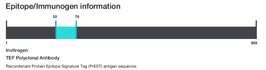 TEF Polyclonal Antibody
