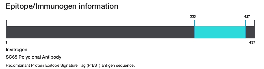 SC65 Polyclonal Antibody