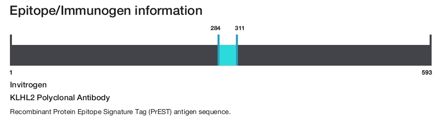 KLHL2 Polyclonal Antibody