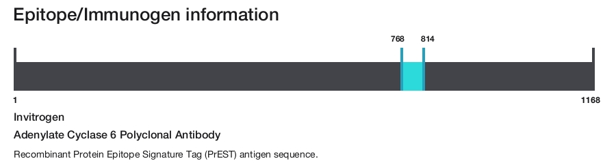 Adenylate Cyclase 6 Polyclonal Antibody
