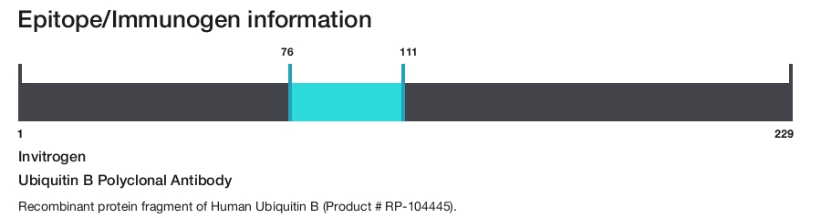 Ubiquitin B Polyclonal Antibody