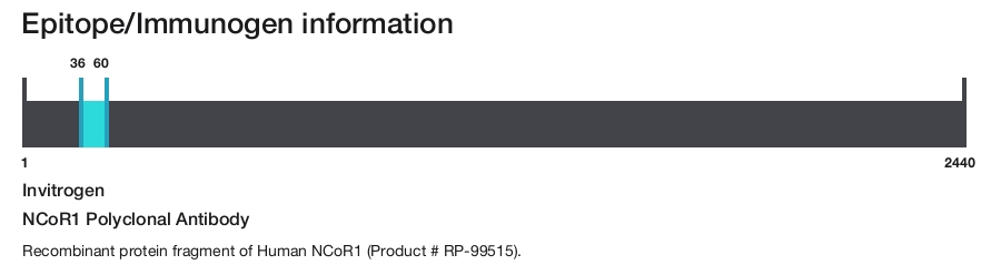 NCoR1 Polyclonal Antibody
