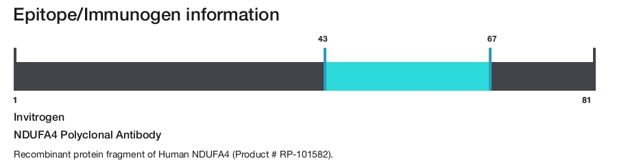 NDUFA4 Polyclonal Antibody