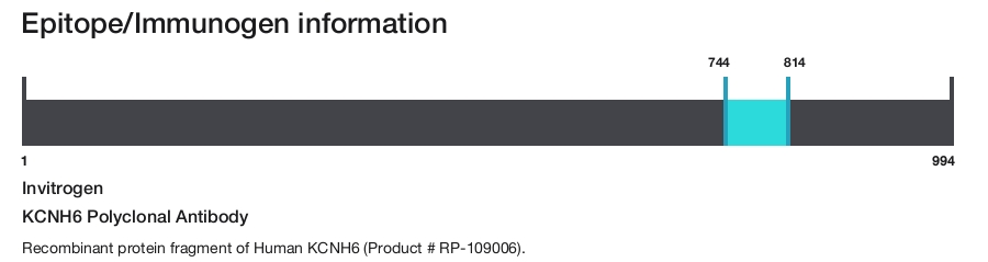 KCNH6 Polyclonal Antibody