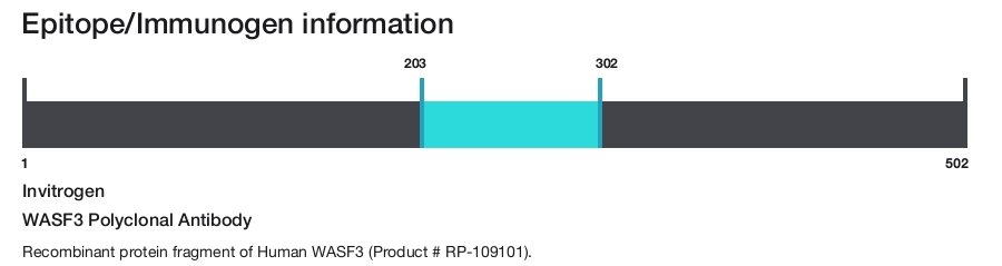 WASF3 Polyclonal Antibody