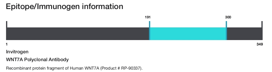 WNT7A Polyclonal Antibody