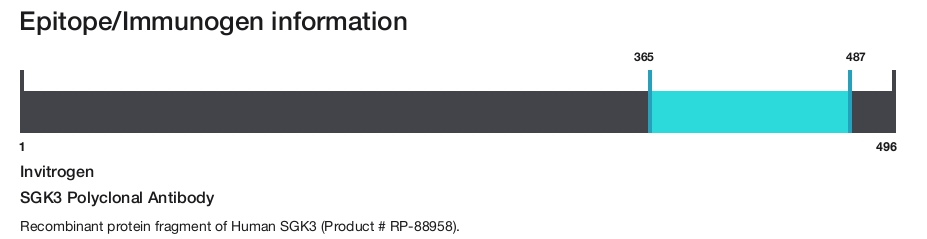SGK3 Polyclonal Antibody