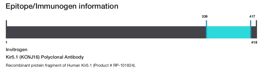 Kir5.1 (KCNJ16) Polyclonal Antibody