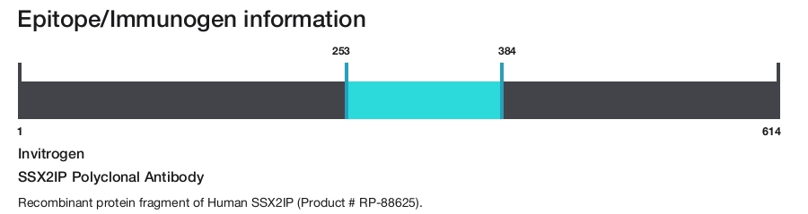 SSX2IP Polyclonal Antibody