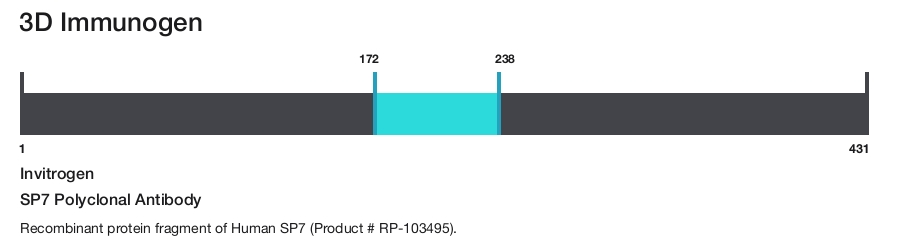 SP7 Polyclonal Antibody