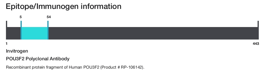 POU3F2 Polyclonal Antibody