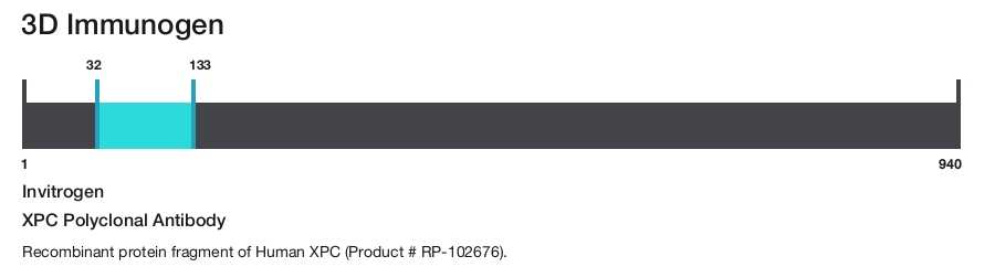 XPC Polyclonal Antibody