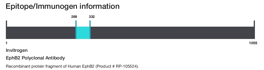 EphB2 Polyclonal Antibody