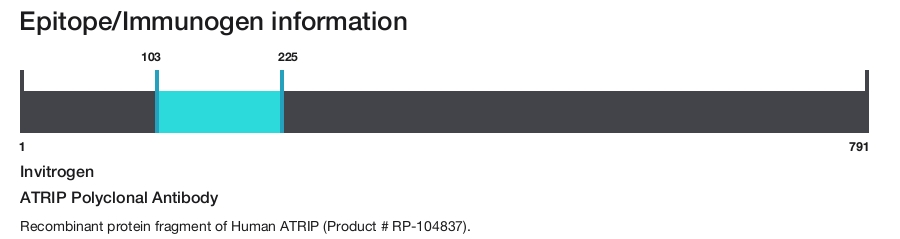 ATRIP Polyclonal Antibody