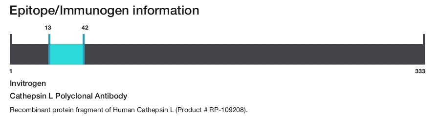 Cathepsin L Polyclonal Antibody