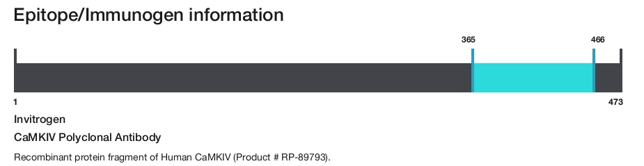 CaMKIV Polyclonal Antibody