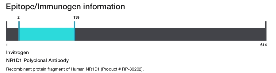 NR1D1 Polyclonal Antibody