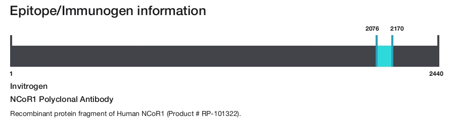 NCoR1 Polyclonal Antibody