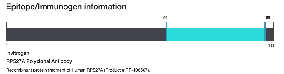 RPS27A Polyclonal Antibody