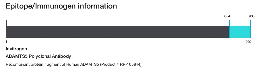 ADAMTS5 Polyclonal Antibody