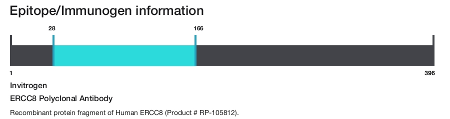 ERCC8 Polyclonal Antibody