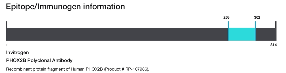 PHOX2B Polyclonal Antibody