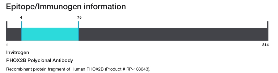 PHOX2B Polyclonal Antibody