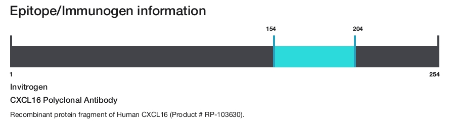 CXCL16 Polyclonal Antibody
